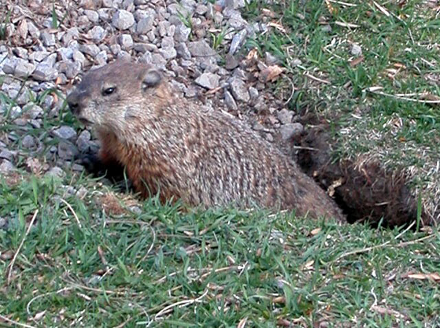 Genuine Montreal Beaver